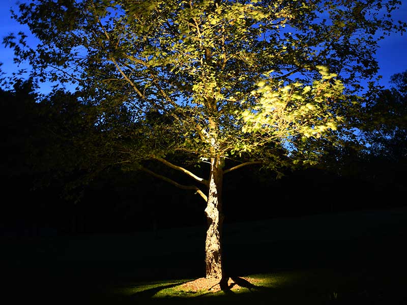 Affordable Irrigation Residential accent lights below tree Photo 1
